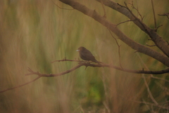Knipolegus cyanirostris