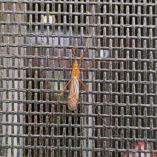 Unknown species found near South Carolina, US