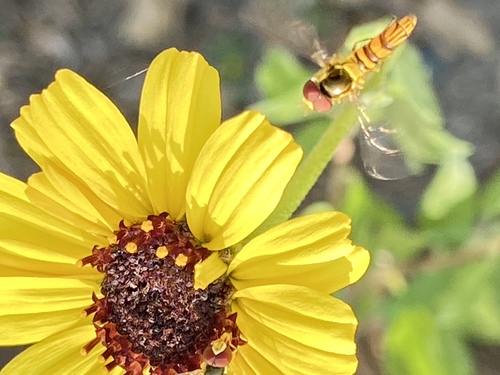 Unknown species found near Coto De Caza, CA 92679, USA