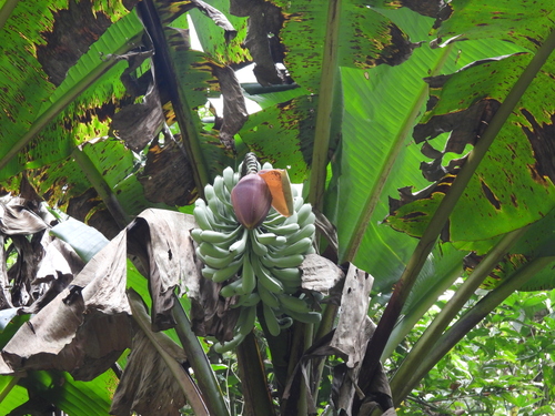 Yunnan banana (Musa itinerans)