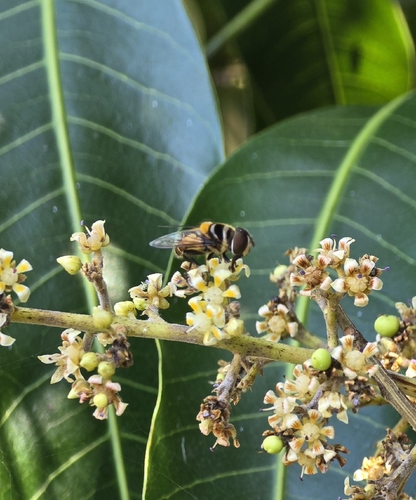 Unknown species found near Lake Placid, FL 33852, USA