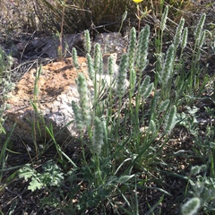 Plantago patagonica