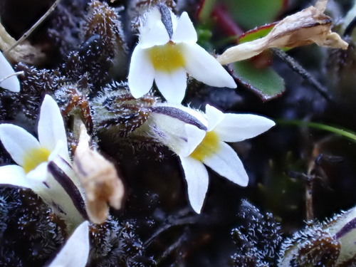 Euphrasia zelandica observed 2026-03-24