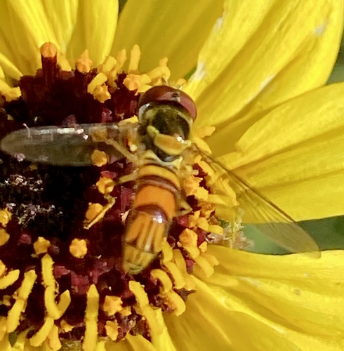 Unknown species found near Coto De Caza, CA 92679, USA
