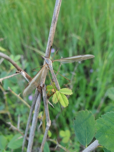 Unknown species found near Carmel Valley, San Diego, CA, USA