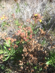 Crocanthemum greenei