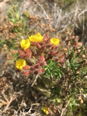 Crocanthemum greenei