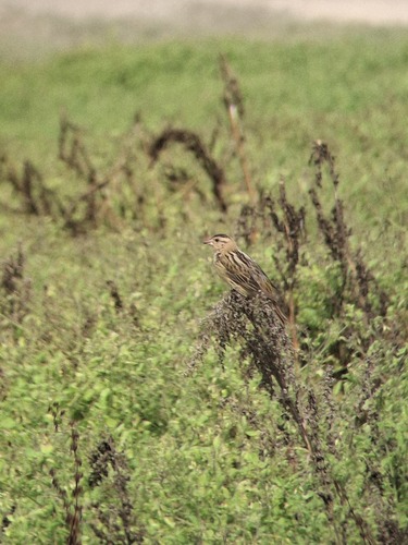 Bobolink (Dolichonyx oryzivorus), photo 3