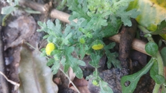 Grangea maderaspatana