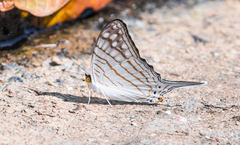 Marpesia merops
