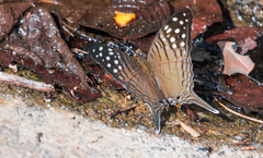 Marpesia merops
