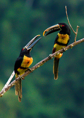 Pale-Mandibled Aracari photo 2