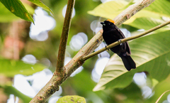 Tachyphonus delatrii