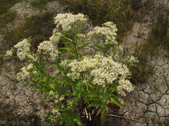 Aster glehnii