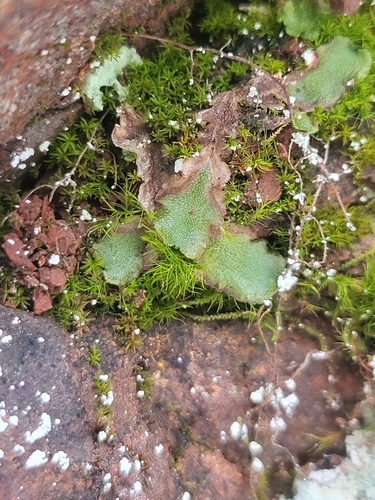 Narrow Mushroom-headed Liverwort (Marchantia quadrata)