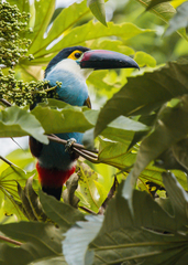 Andigena nigrirostris