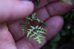 Pentagramma triangularis