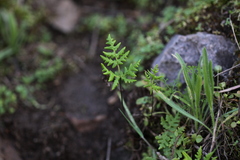 Pentagramma triangularis