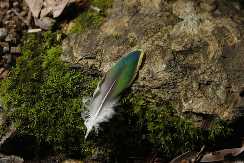 Rose-crowned Fruit Dove (Ptilinopus regina), photo 5