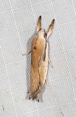 Pilostibes basivitta