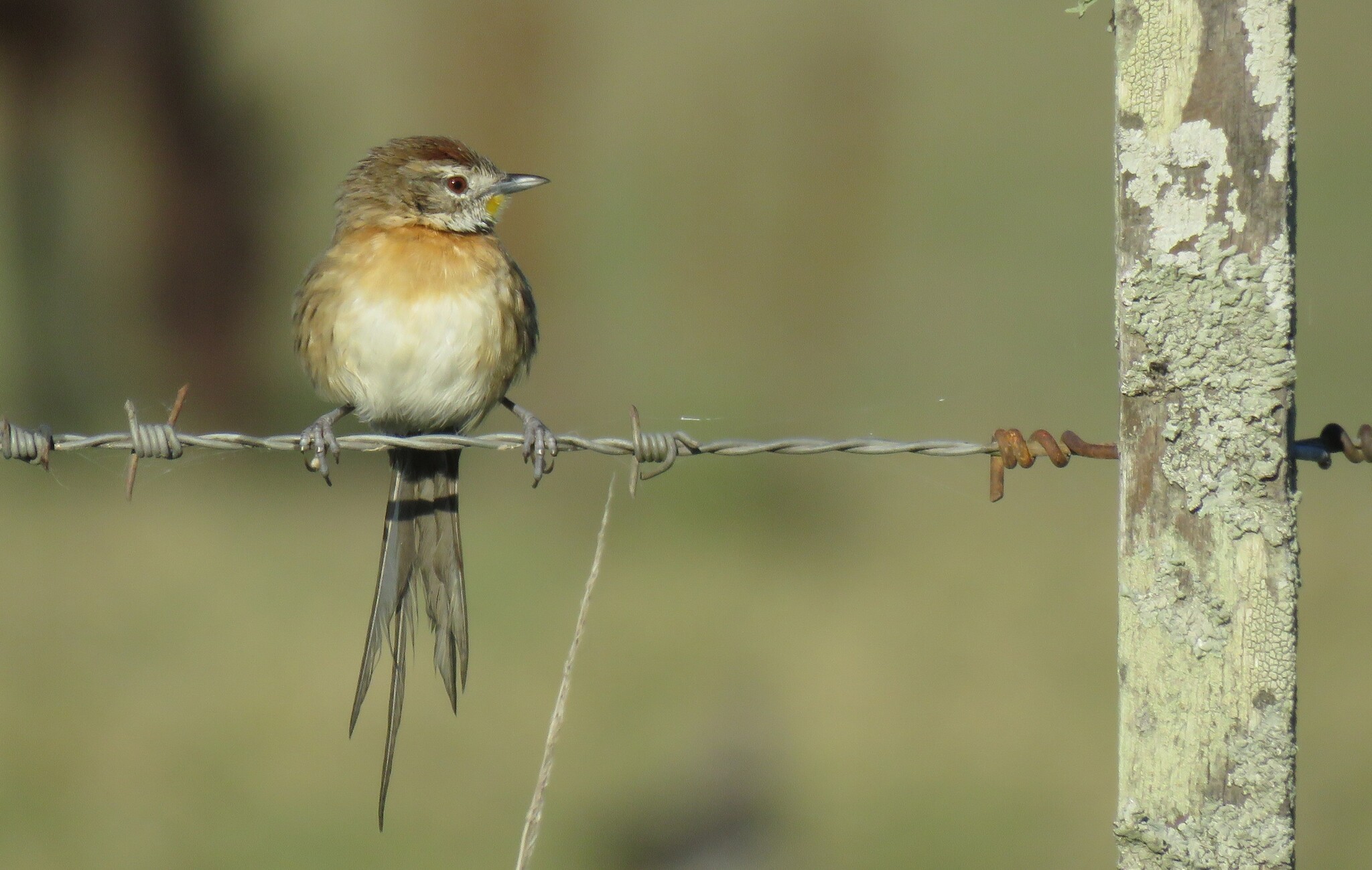 Chotoy Spinetail (Schoeniophylax phryganophilus), photo 9