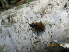 Dendroxena quadrimaculata