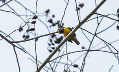 Euphonia fulvicrissa