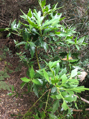 Phyllocladus aspleniifolius