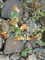 Trifolium eximium