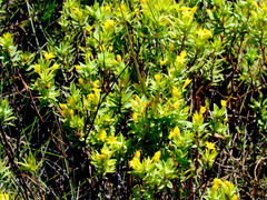 Gnidia styphelioides