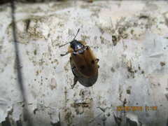 Dendroxena quadrimaculata