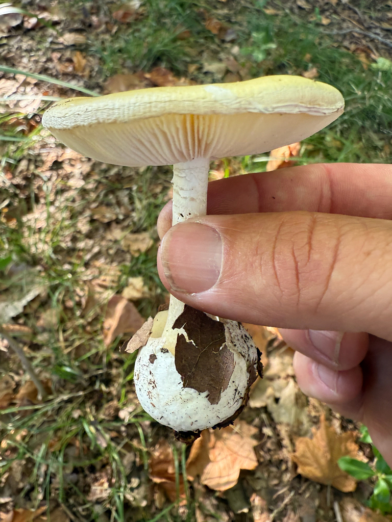 Amanita phalloides · March 2026 · photo: © michael3069 (iNaturalist, cc-by-sa)