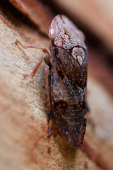 Anacotis hackeri
