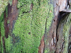 Psoroma asperellum