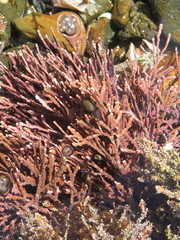 Calliarthron tuberculosum