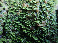 Psoroma asperellum