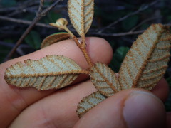 Pomaderris edgerleyi