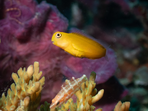 Ecsenius lividanalis observed 2026-03-24
