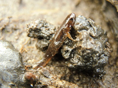 Mugilogobius