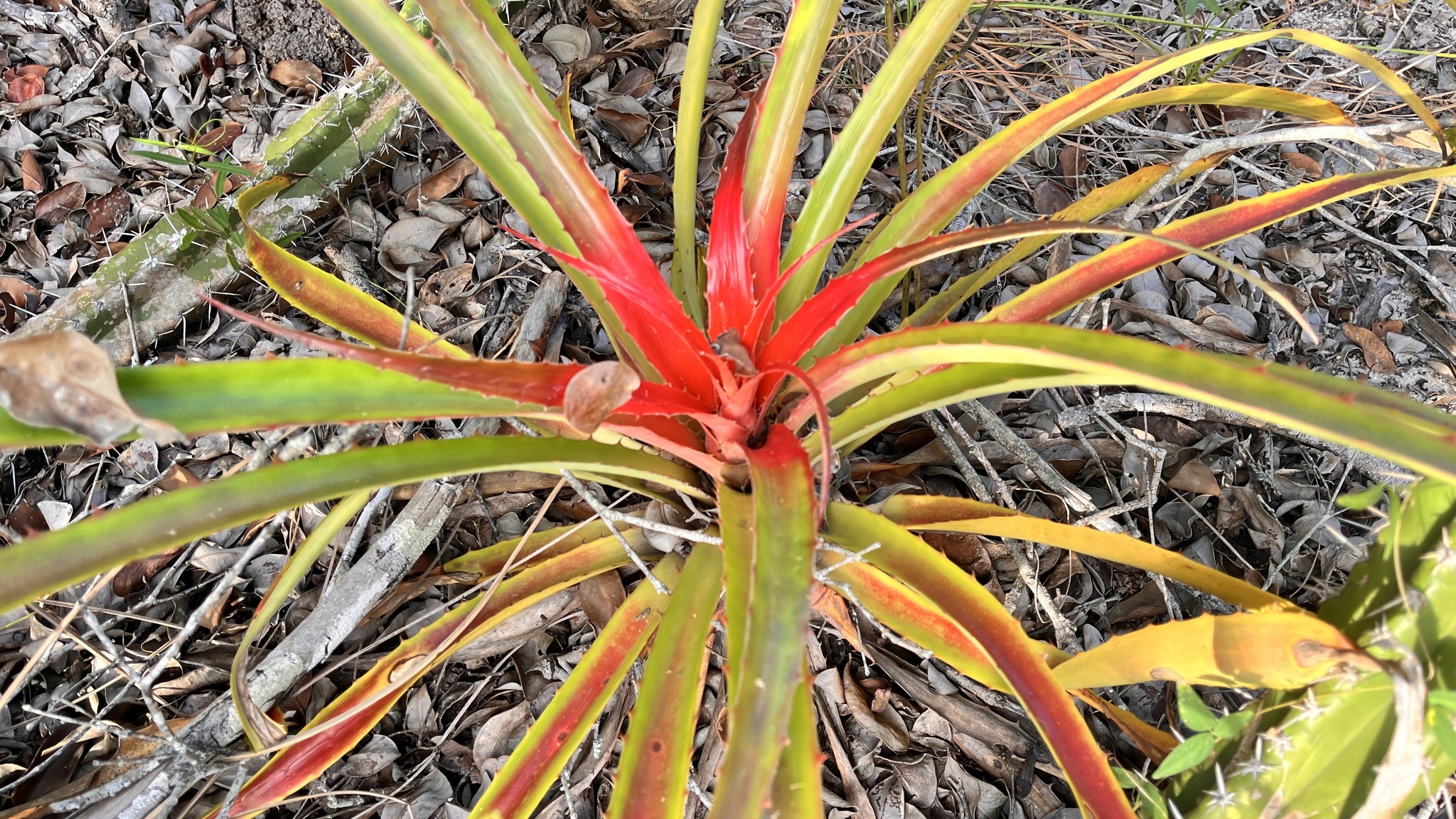 Wild Banana (Bromelia antiacantha)