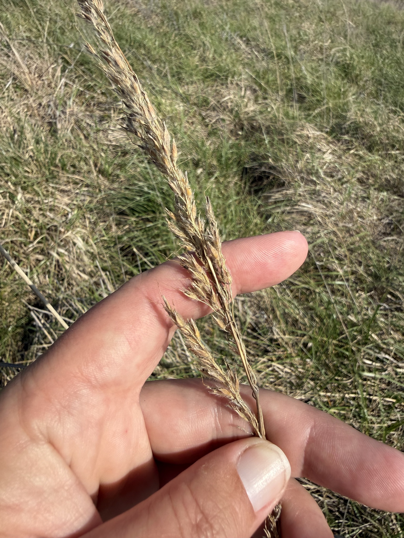 Indiangrass (Sorghastrum nutans)