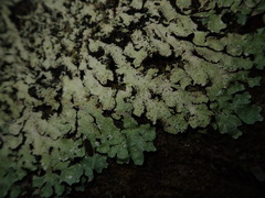 Notoparmelia erumpens