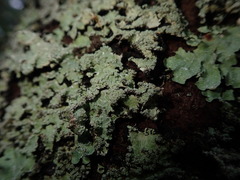 Notoparmelia erumpens