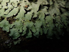 Notoparmelia erumpens