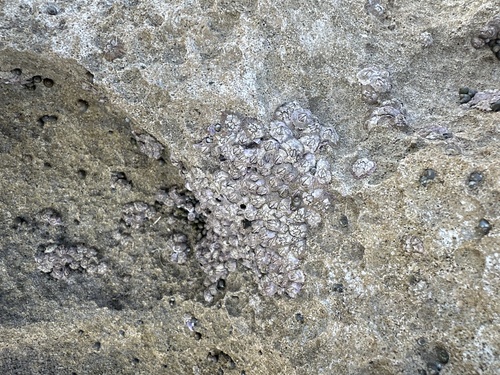 Nesochthamalus observed 2026-03-25