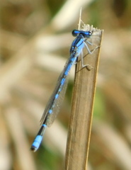 Enallagma praevarum