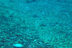 Platycephalidae