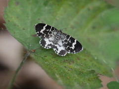 Trichodezia californiata