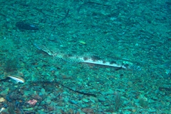 Platycephalidae
