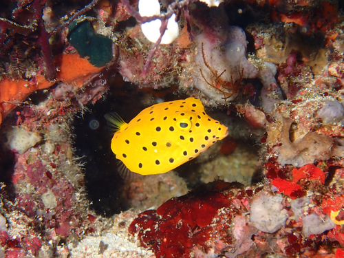 Ostracion cubicum